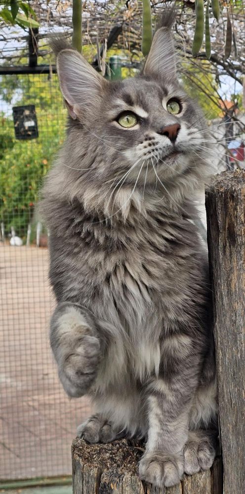 Gatito Maine Coon - testimonio